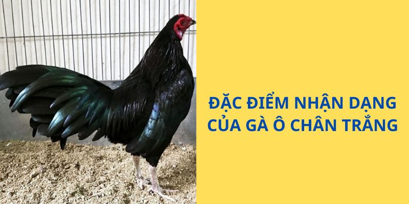 Đặc điểm nhận dạng của giống gà ô chân trắng